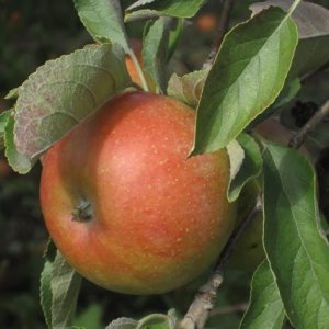 Jabloň domáca (Malus domestica) ´BOSKOOPSKE´ - zimná, výška 140-160 cm, voľnokorenná